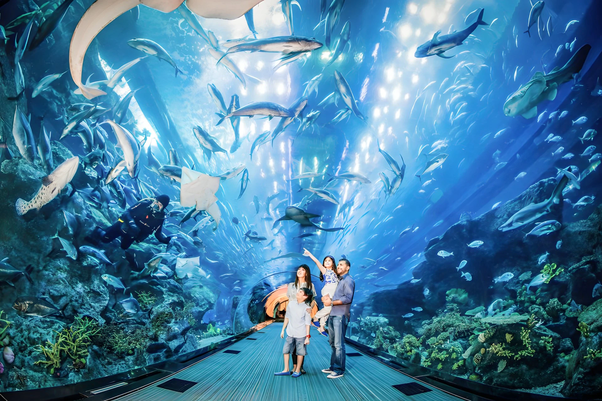 Dubaï Aquarium & Underwater Zoo - Billet d'Entrée